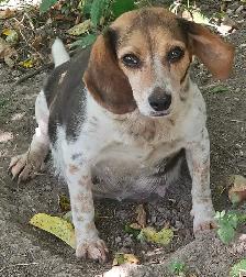 POCKET BEAGLE PUPPIES!  tricolor or lemon/white - Photo 6