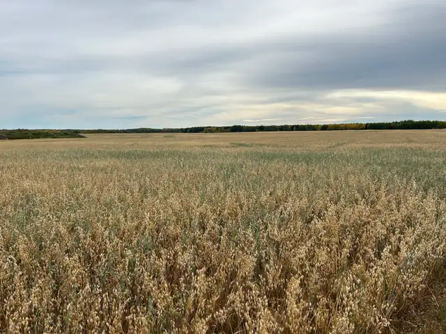 Looking To Rent Farmland