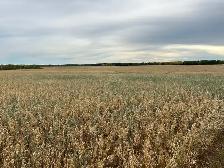 Looking To Rent Farmland