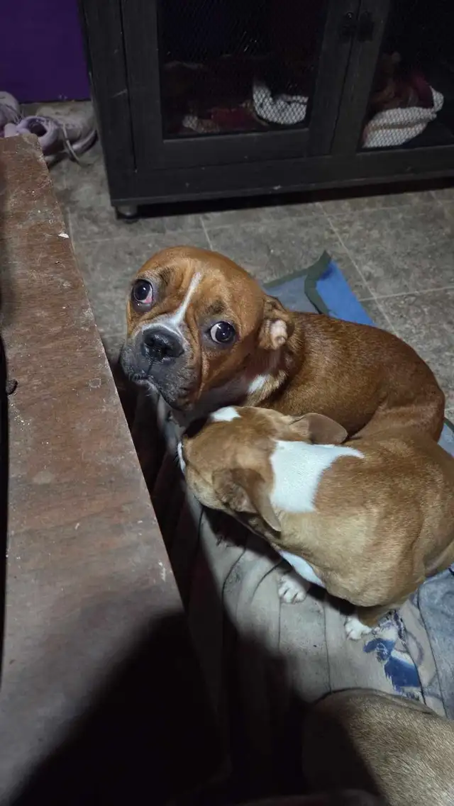 Female boxer X Boston terrier.