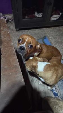 Female boxer X Boston terrier.
