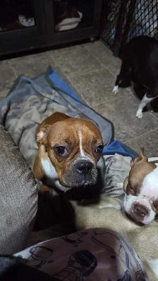 Female boxer X Boston terrier. - Photo 2