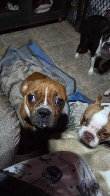 Female boxer X Boston terrier. - Photo 3