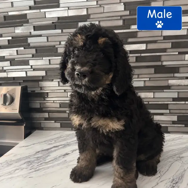 Mini Bernedoodles