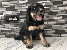 Mini Bernedoodles - Photo 7