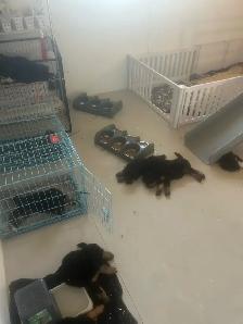 Mini Bernedoodles - Photo 10