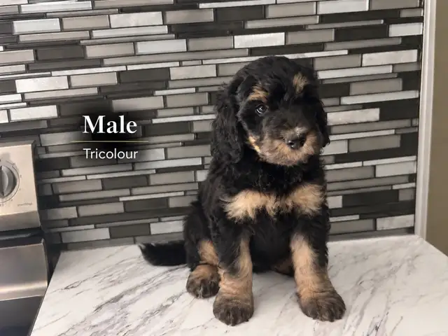 Mini Bernedoodles