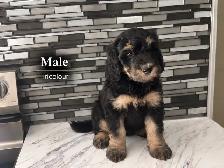 Mini Bernedoodles