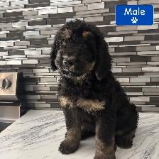 Mini Bernedoodles - Photo 2