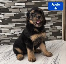 Mini Bernedoodles - Photo 3