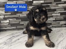 Mini Bernedoodles - Photo 4