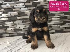 Mini Bernedoodles - Photo 5