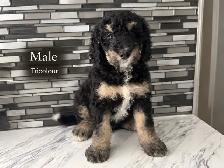 Mini Bernedoodles - Photo 6