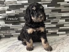 Mini Bernedoodles - Photo 7