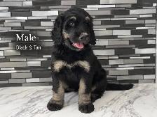 Mini Bernedoodles - Photo 9