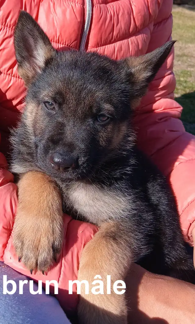 Chiot