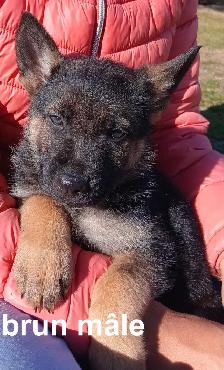 Chiot