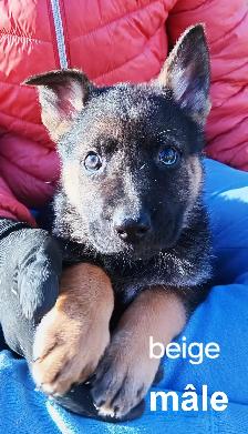 Chiot - Photo 2