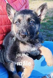 Chiot - Photo 3
