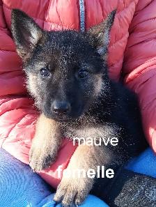 Chiot - Photo 4