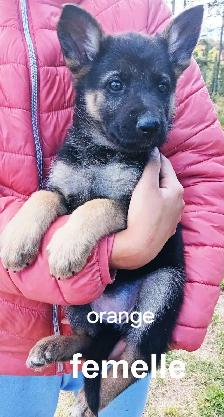 Chiot - Photo 5
