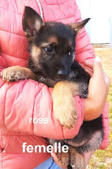 Chiot - Photo 6