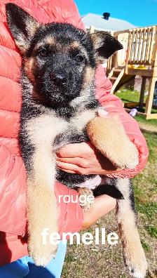 Chiot - Photo 7