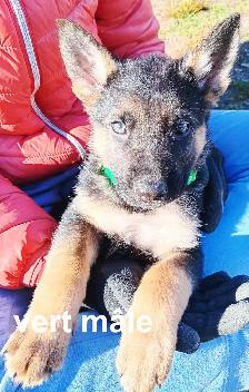 Chiot - Photo 8