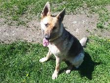 Chiot - Photo 9