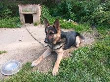 Chiot - Photo 10