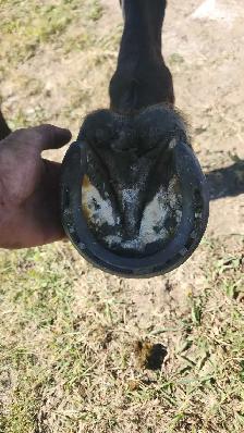 Chase Farrier Services - Photo 2