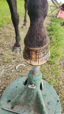Chase Farrier Services - Photo 5