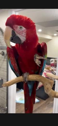 Macaws for Sale
