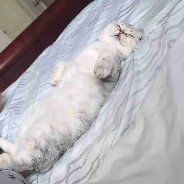 Scottish Fold pure breed Diamond 6months