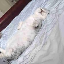 Scottish Fold pure breed Diamond 6months