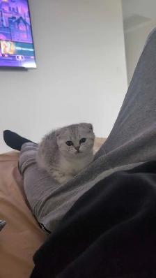 Scottish Fold pure breed Diamond 6months - Photo 2