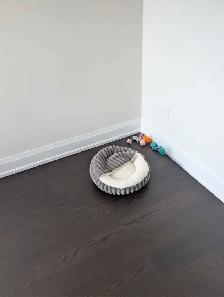 Scottish Fold pure breed Diamond 6months - Photo 3