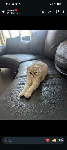 Scottish Fold pure breed Diamond 6months - Photo 6