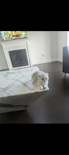 Scottish Fold pure breed Diamond 6months - Photo 7