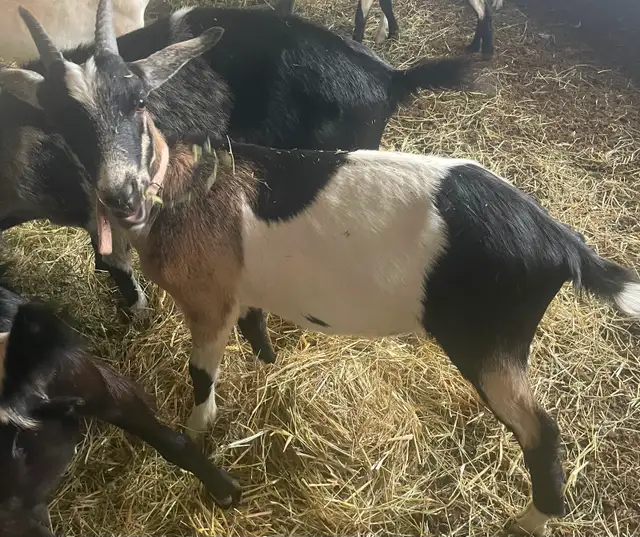 Pet goat for sale