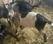 Pet goat for sale