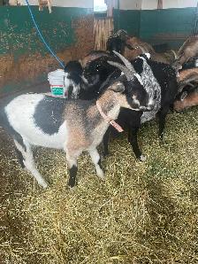 Pet goat for sale - Photo 2