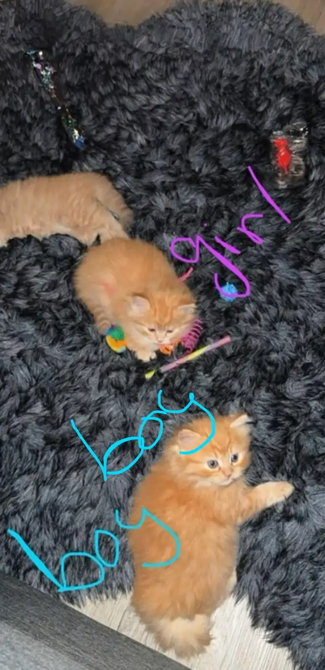 2 Persian Kittens