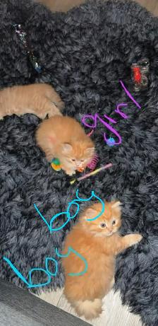 2 Persian Kittens