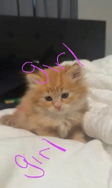 2 Persian Kittens - Photo 2