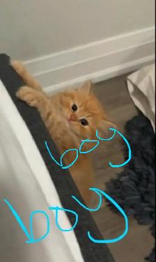 2 Persian Kittens - Photo 3