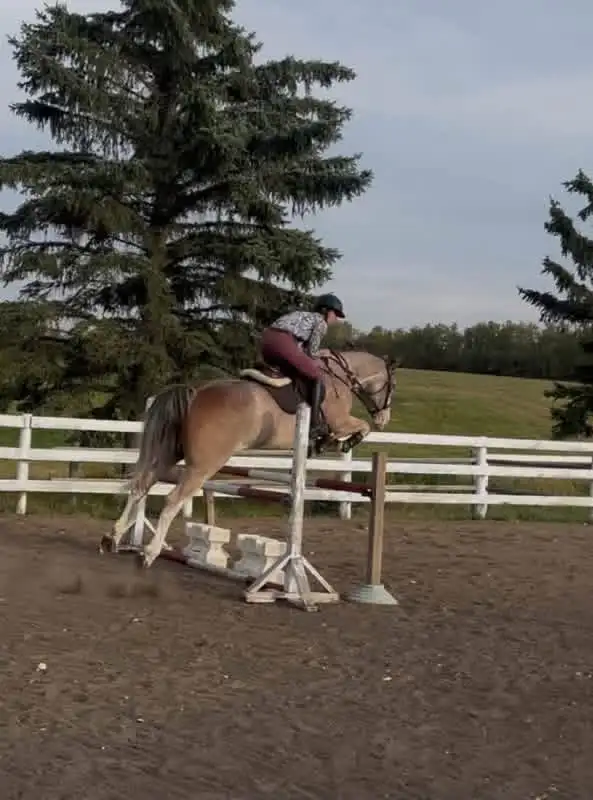 Horse Boarding - Red Deer