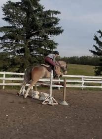 Horse Boarding - Red Deer