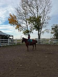 Horse Boarding - Red Deer - Photo 2