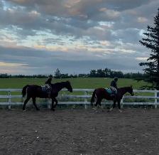 Horse Boarding - Red Deer - Photo 8